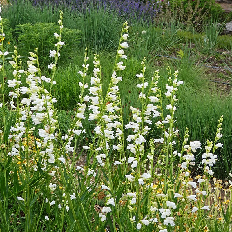  Blanca Peak™ Rocky Mountain Penstemon