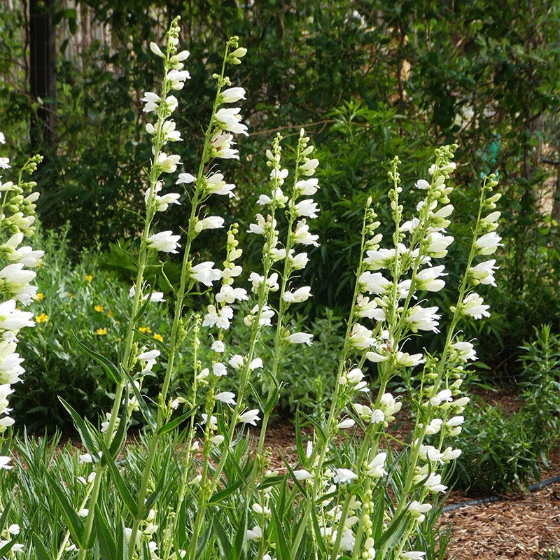  Blanca Peak™ Rocky Mountain Penstemon