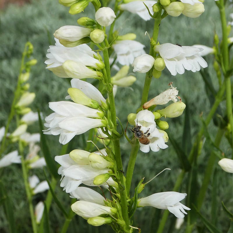  Blanca Peak™ Rocky Mountain Penstemon