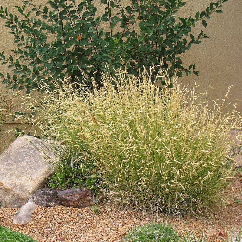  Plant Select® Waterwise Perennial Collection