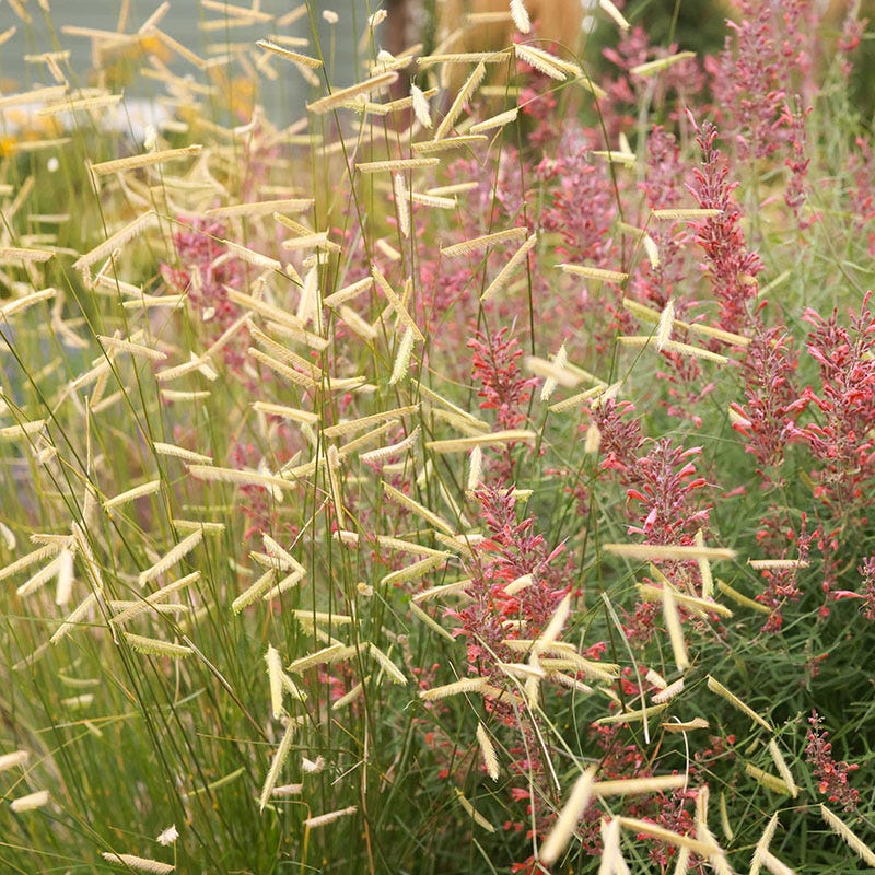  Plant Select® Waterwise Perennial Collection