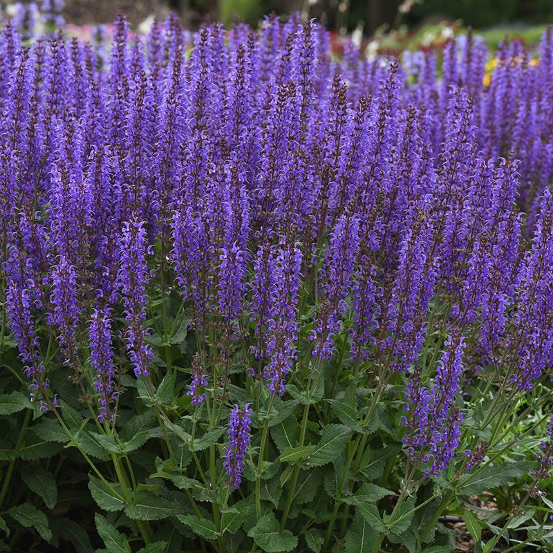  Blue By You Salvia