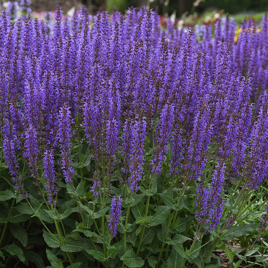  Blue By You Salvia