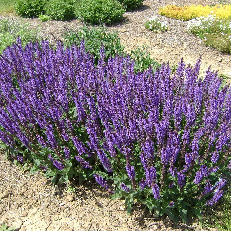  Blue By You Salvia