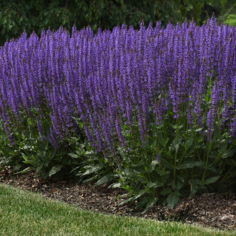  Blue By You Salvia