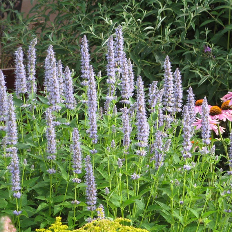  Summer Dreams Pre-Planned Garden