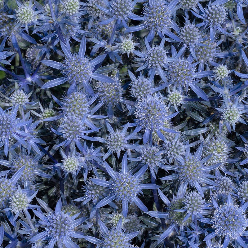  Blue Glitter Sea Holly (Eryngium)