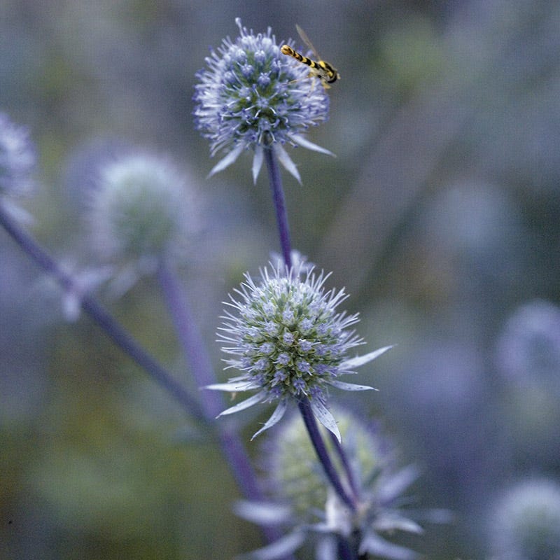 Blue Glitter Sea Holly (Eryngium)