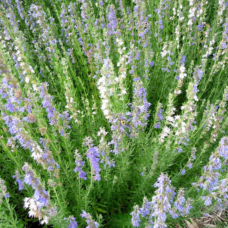  Blue Hyssop (Hyssopus)