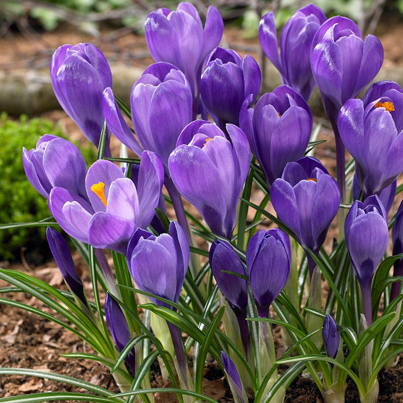  Blue Moon Dutch Crocus Mix