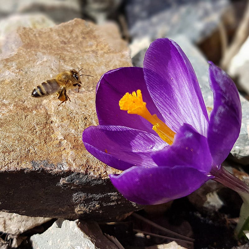  Blue Moon Dutch Crocus Mix