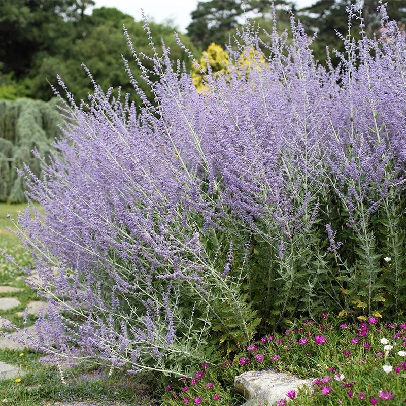  Blue Spire Russian Sage