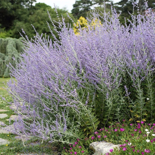  Blue Spire Russian Sage