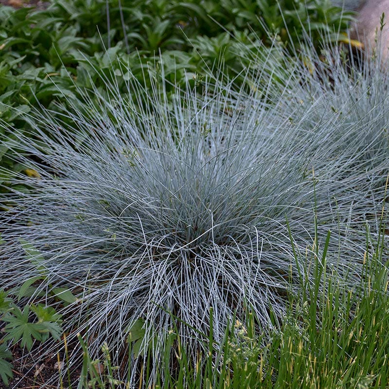  Blue Whiskers Fescue Grass