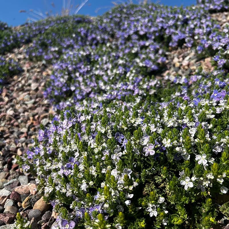  Blue Woolly Veronica