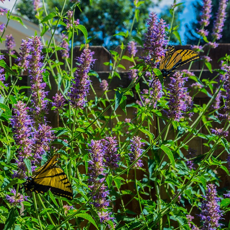  Blue Boa Agastache