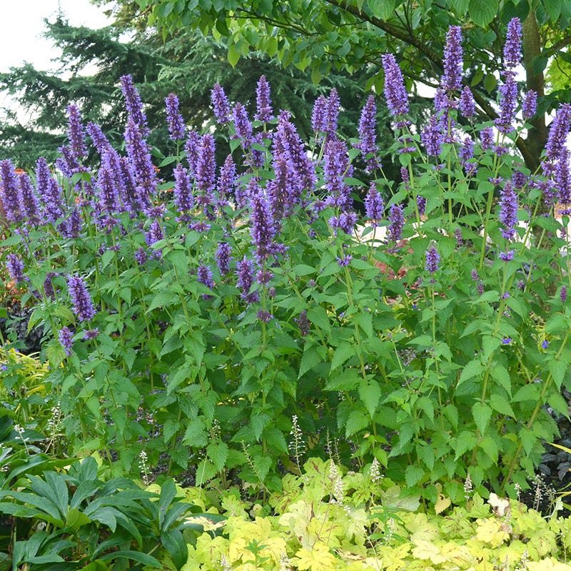  Blue Boa Agastache