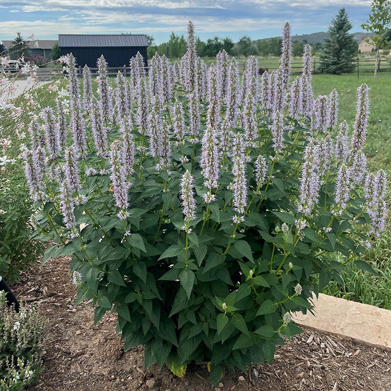  Blue Fortune Agastache
