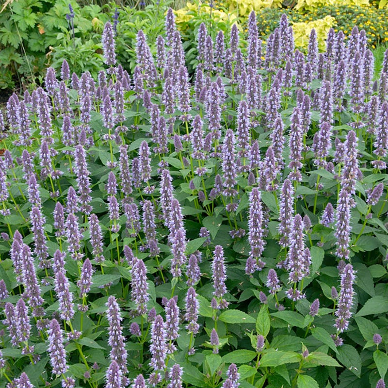  Blue Fortune Agastache