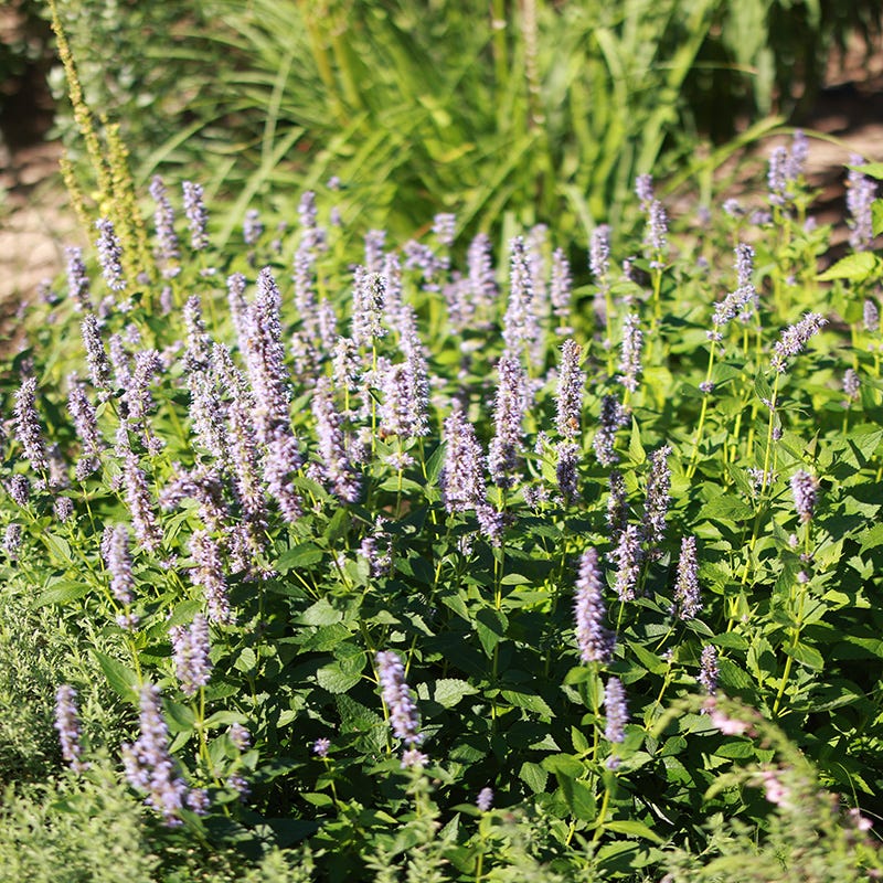  Blue Fortune Agastache