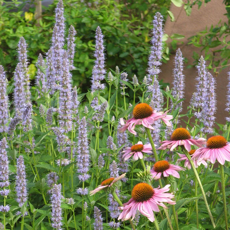  Blue Fortune Agastache