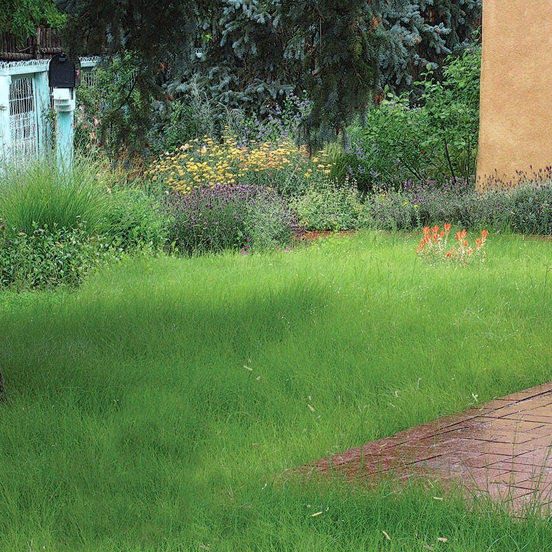  Hachita Blue Grama Grass Plugs