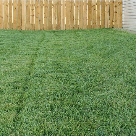  Bella™ Bluegrass Grass Plugs