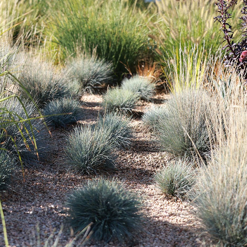  Soft Colors Inferno Strip Grass Collection