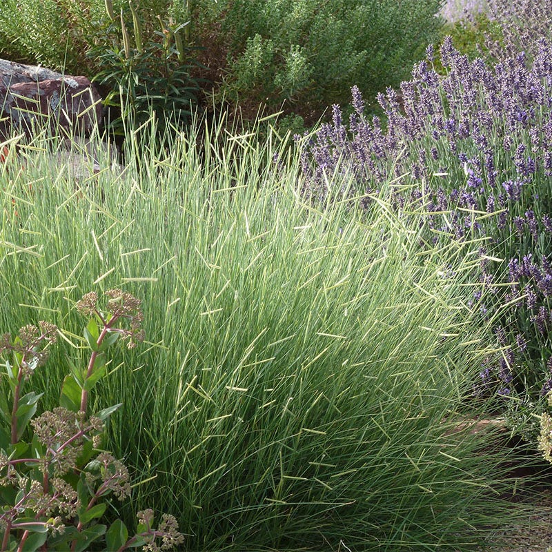  Blonde Ambition Blue Grama Grass