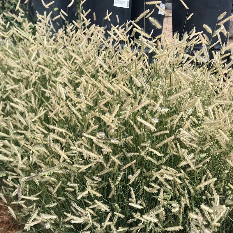  Grama Grass Collection