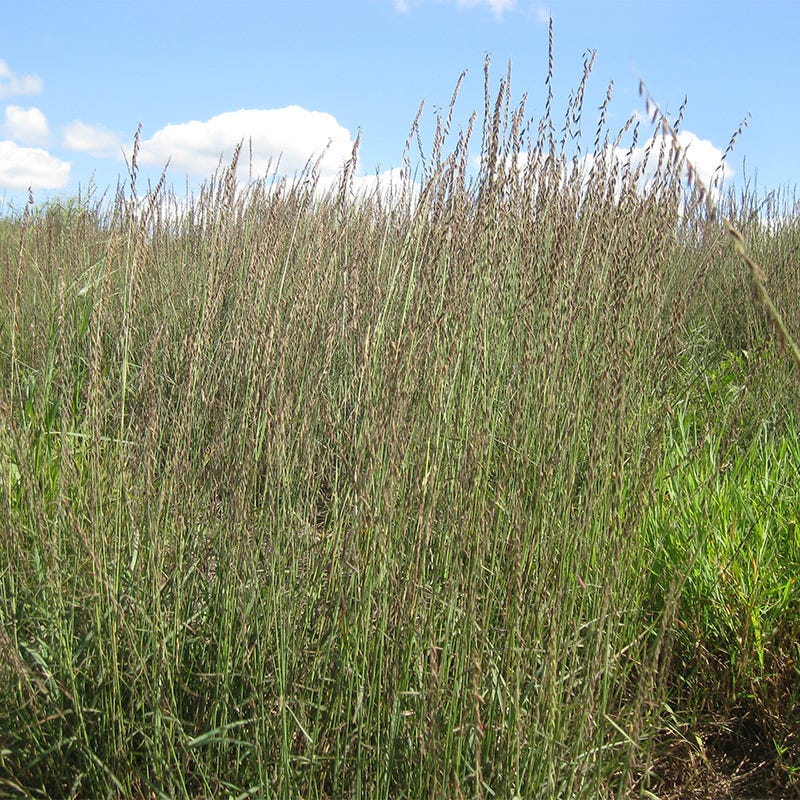  Grama Grass Collection
