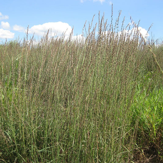  Grama Grass Collection