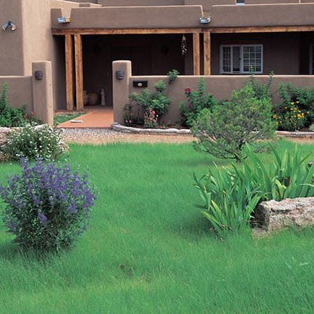  Hachita Blue Grama Grass Plugs