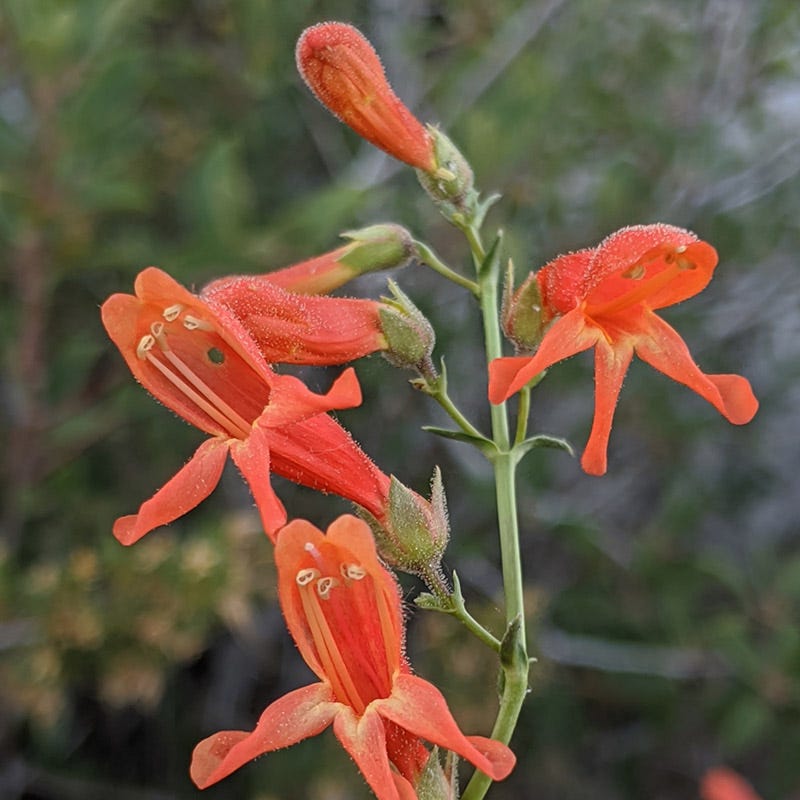  Bridges' Penstemon