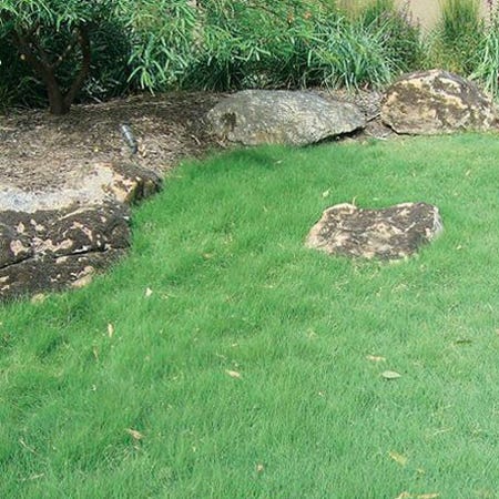  UC Verde® Buffalo Grass Plugs