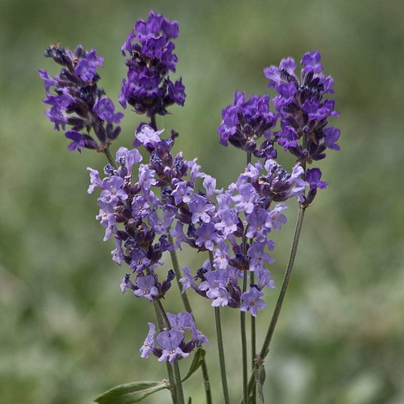  Buena Vista English Lavender