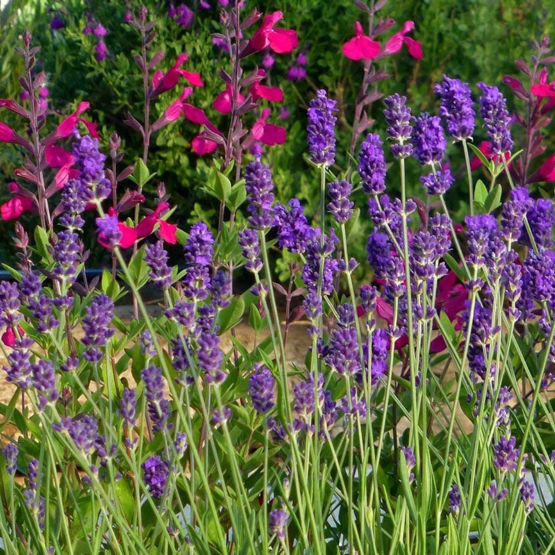  Buena Vista English Lavender