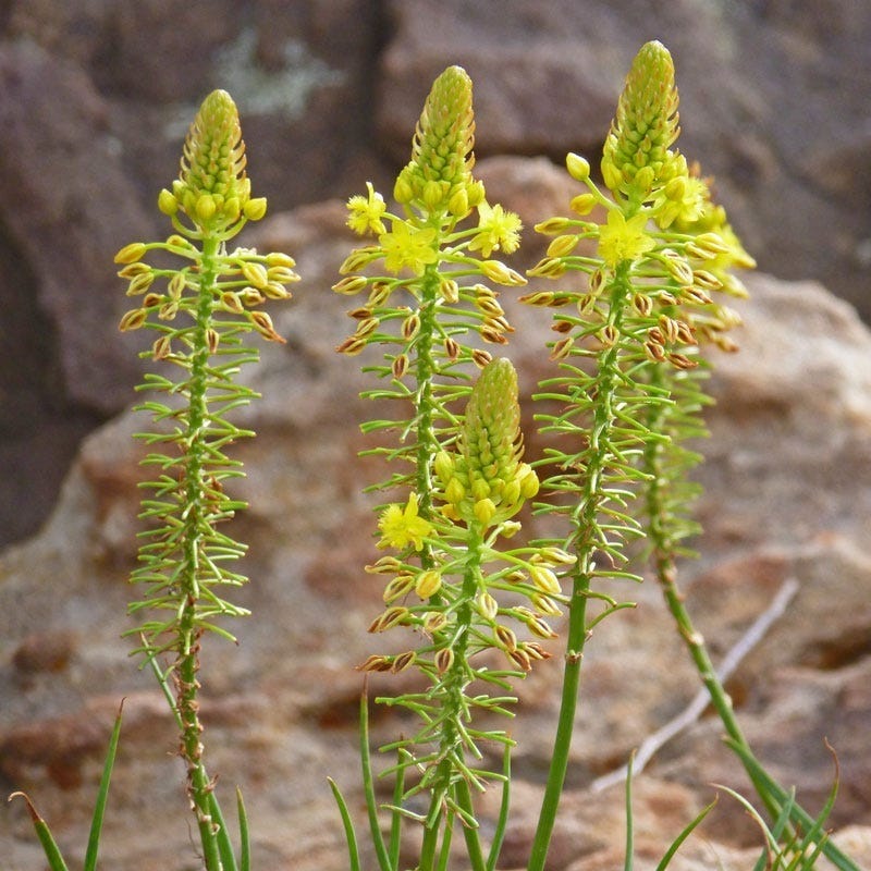  Bushy Bulbine