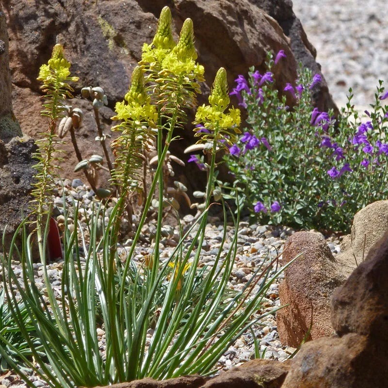  Bushy Bulbine