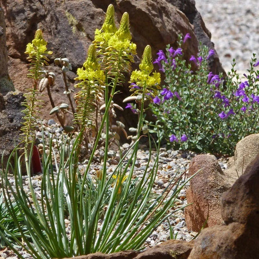  Bushy Bulbine