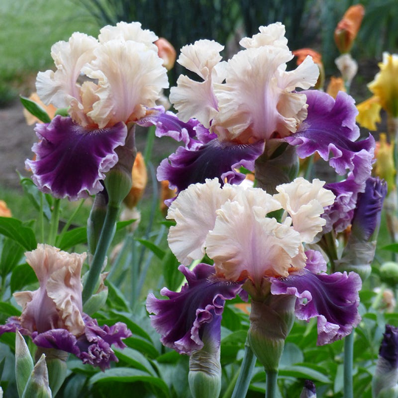  Desert Sky Bearded Iris Collection