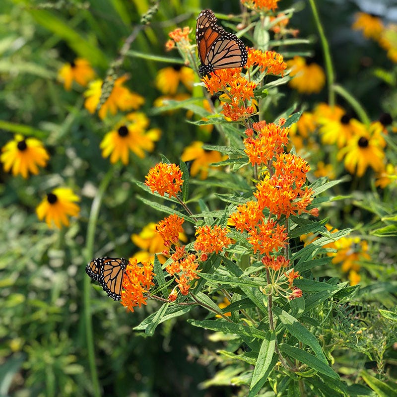  High Country Meadow Native Wildflower Seed Mix
