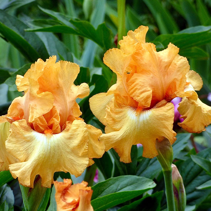  Desert Sky Bearded Iris Collection