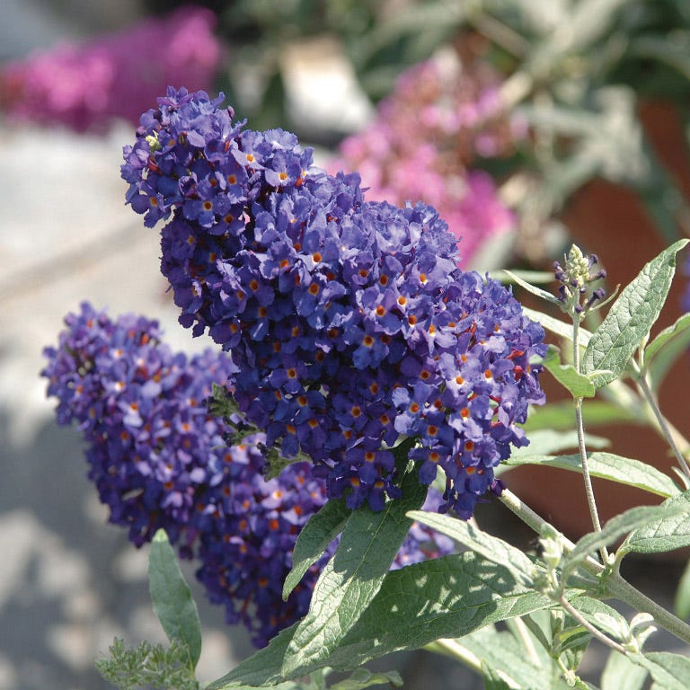  Buzz® Midnight Butterfly Bush (Buddleia)