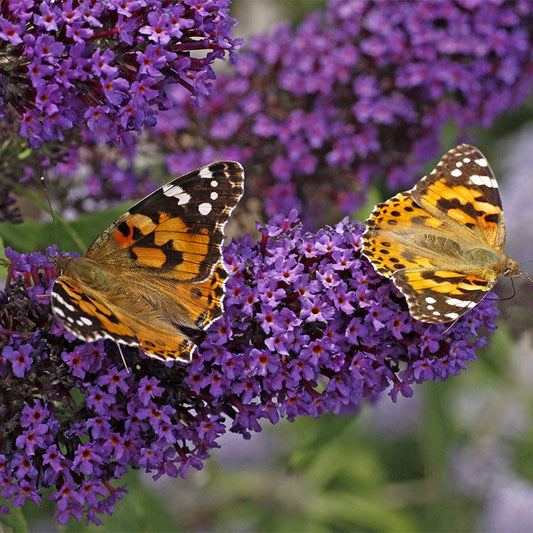  Buzz® Midnight Butterfly Bush (Buddleia)