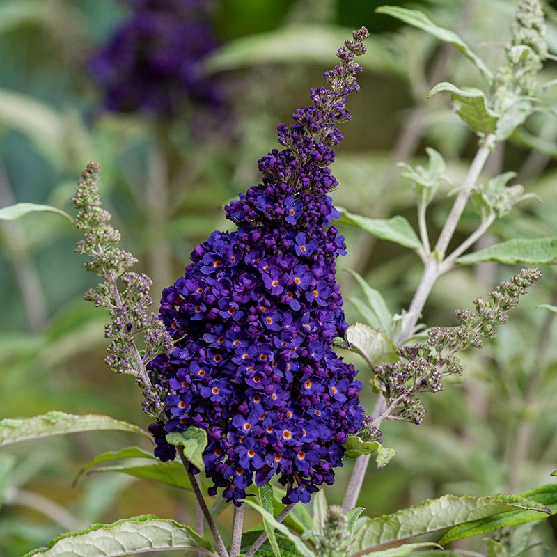  Buzz® Midnight Butterfly Bush (Buddleia)
