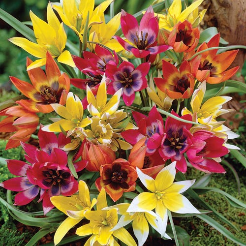  Wildflower Tulip Mix