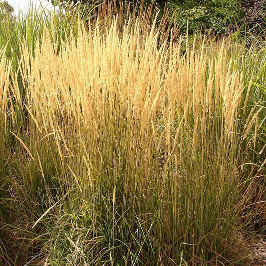  Karl Foerster Feather Reed Grass