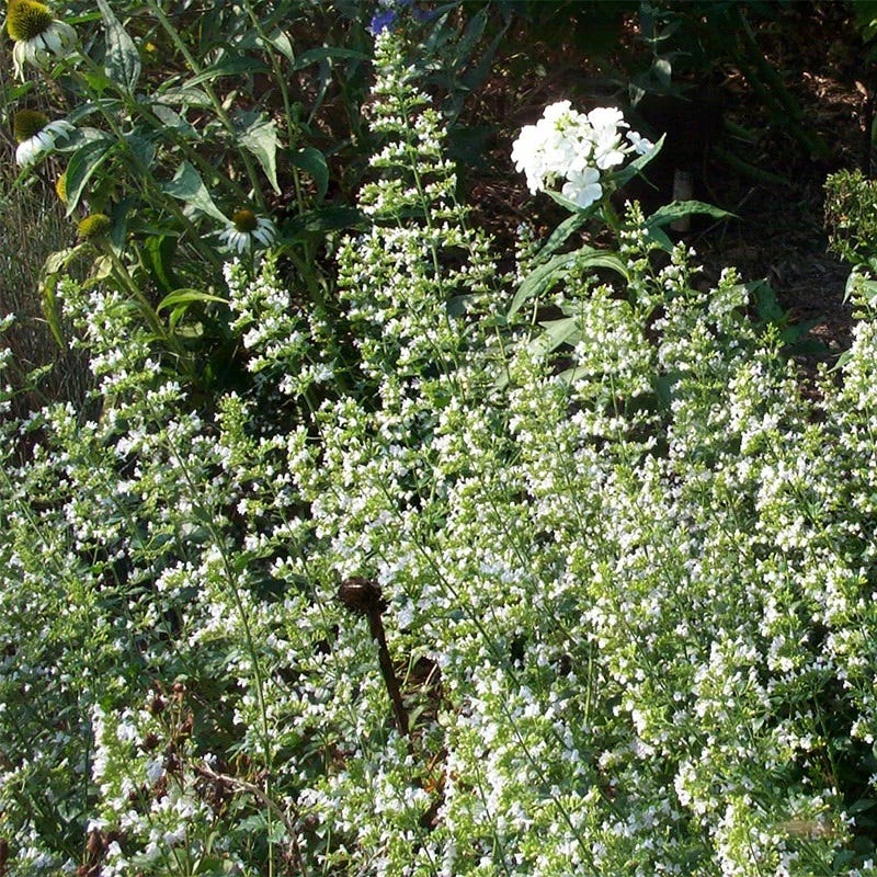 White Cloud Calamintha