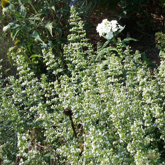  White Cloud Calamintha